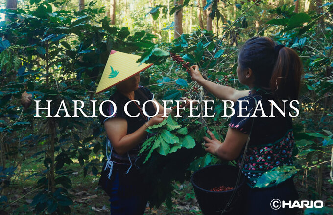 HARIO%20COFFEE%20BEANS